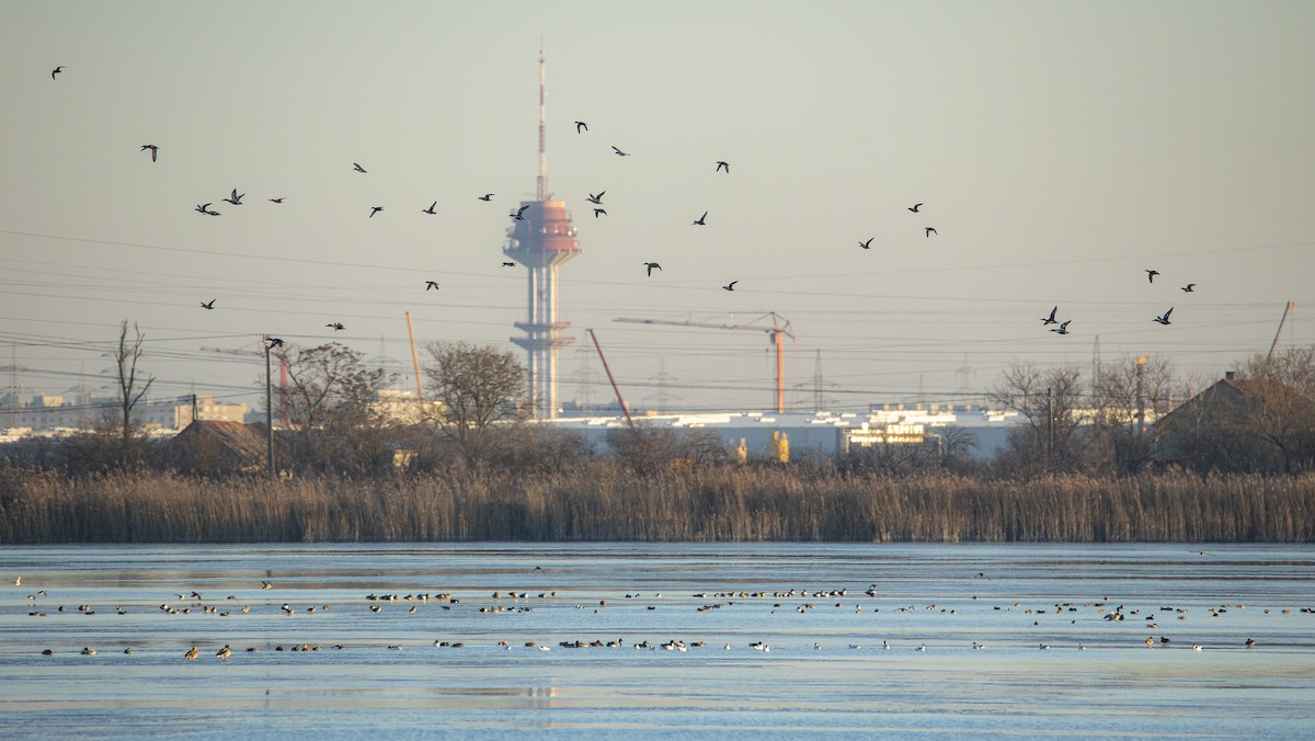 skjeand - ML647762756