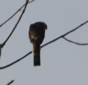 Sharp-shinned Hawk - ML647762807