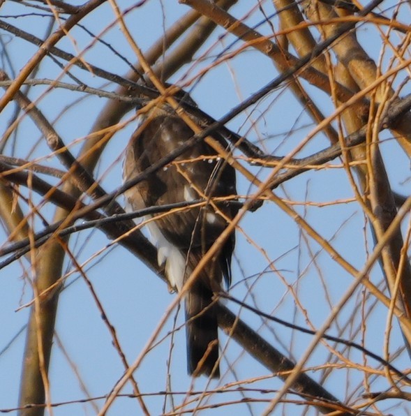 Sharp-shinned Hawk - ML647762808