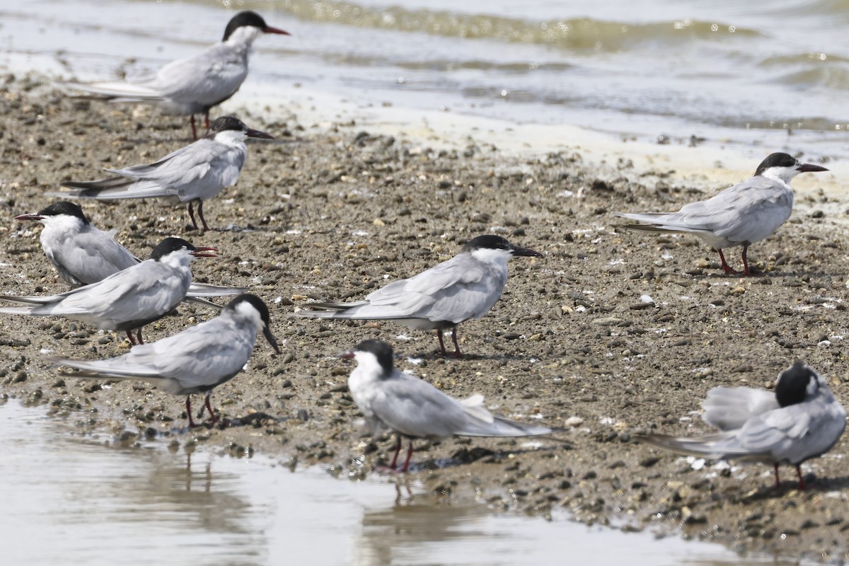 黑腹燕鷗 - ML647762810