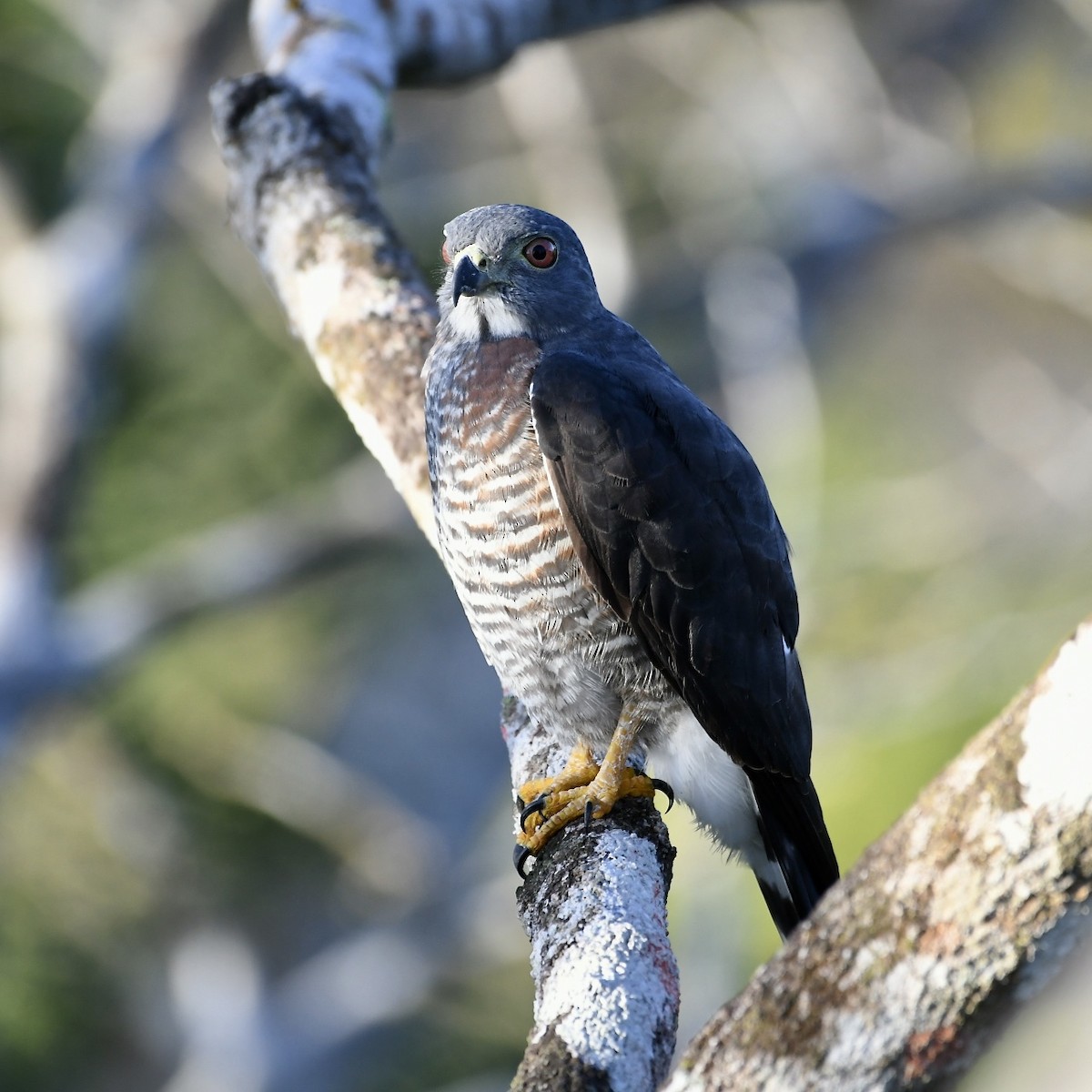 Double-toothed Kite - ML647762812