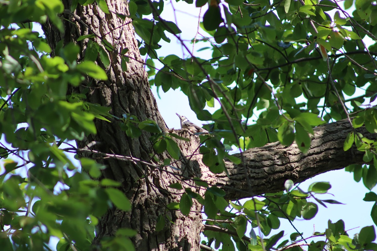 White-breasted Nuthatch - ML647762813