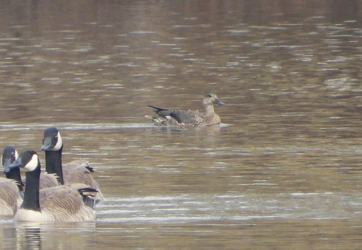 赤膀鴨 - ML647762818