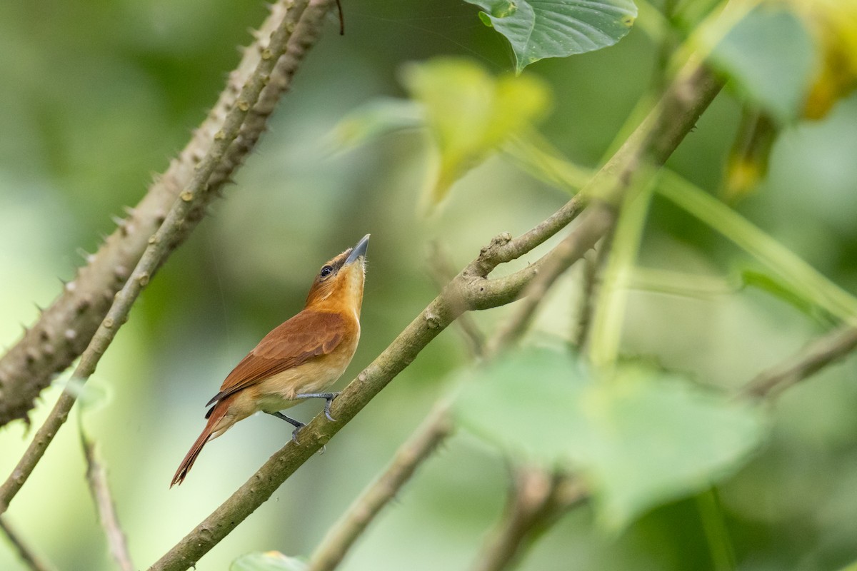 Cinnamon Becard - ML647762819