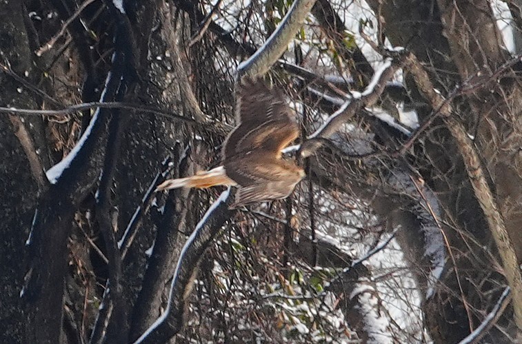 Northern Harrier - ML647762820