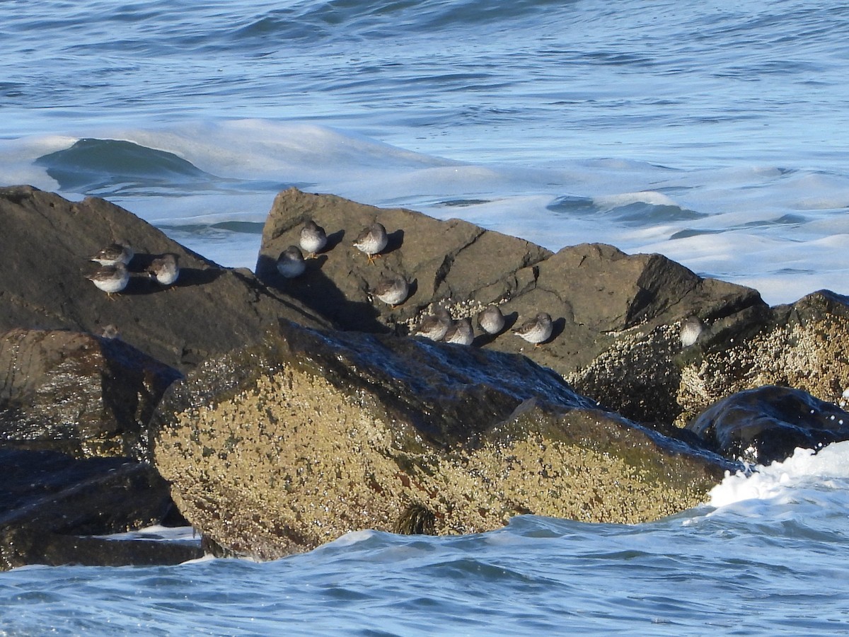 Purple Sandpiper - ML647762824
