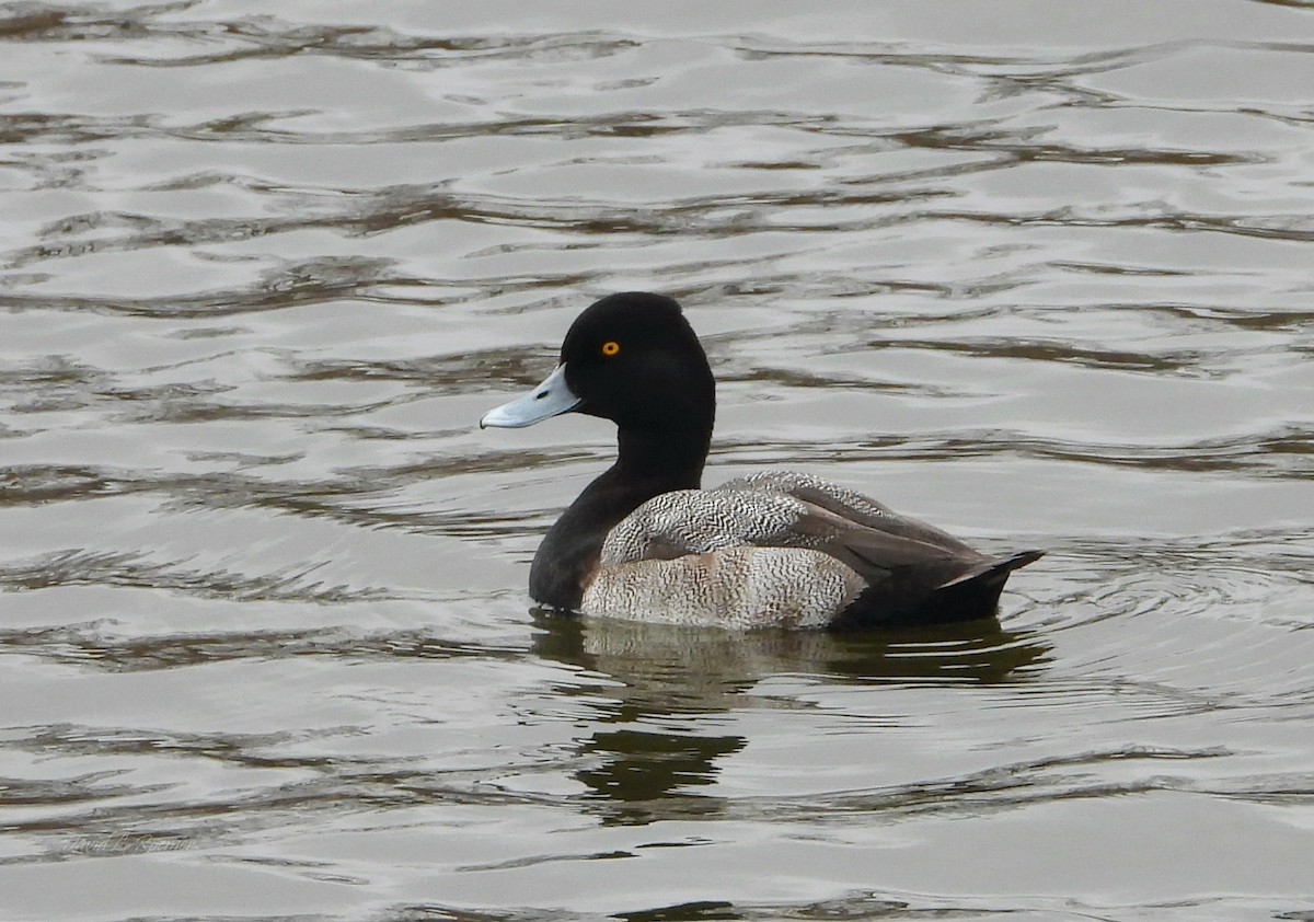 小斑背潛鴨 - ML647762827