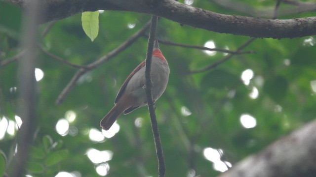 Rose-throated Tanager - ML647762829