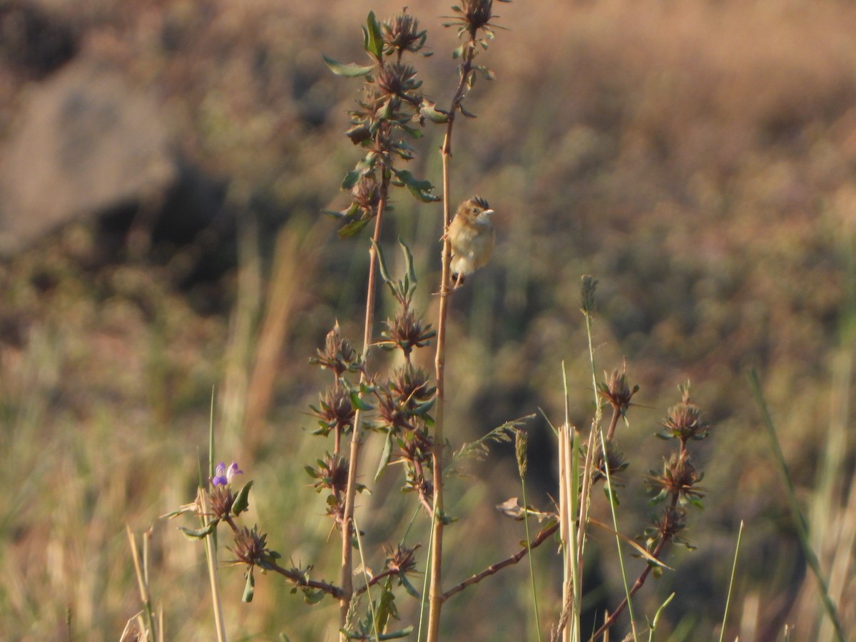 棕扇尾鶯 - ML647762830