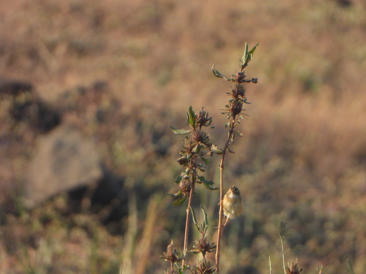 棕扇尾鶯 - ML647762831