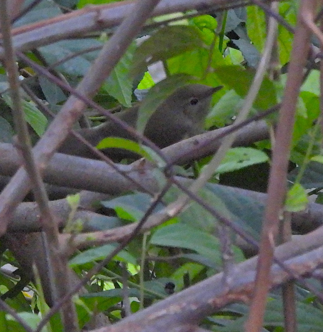 布氏葦鶯 - ML647762832