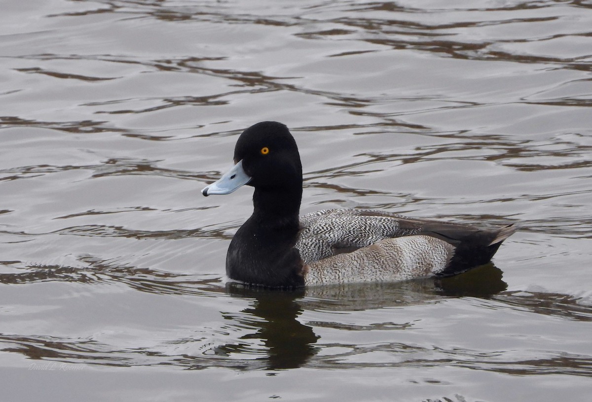 小斑背潛鴨 - ML647762833