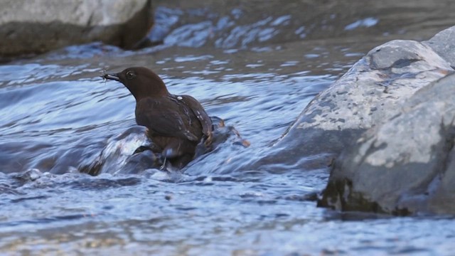 河烏 - ML647762835