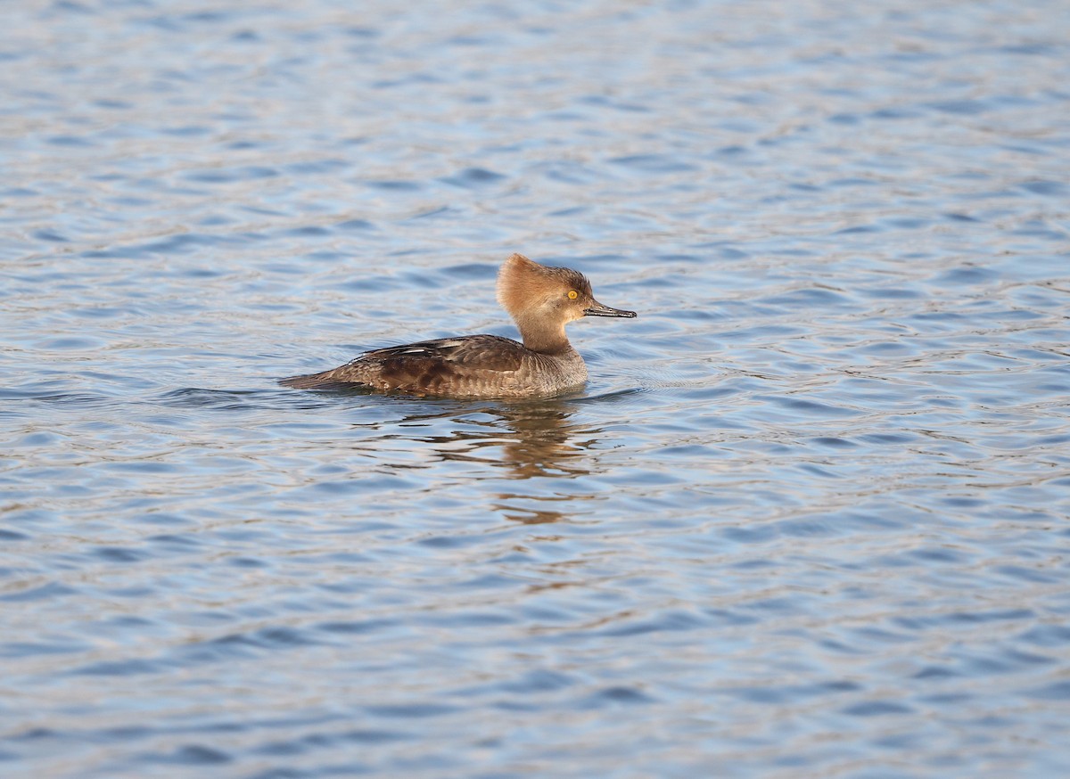 Hooded Merganser - ML647762836