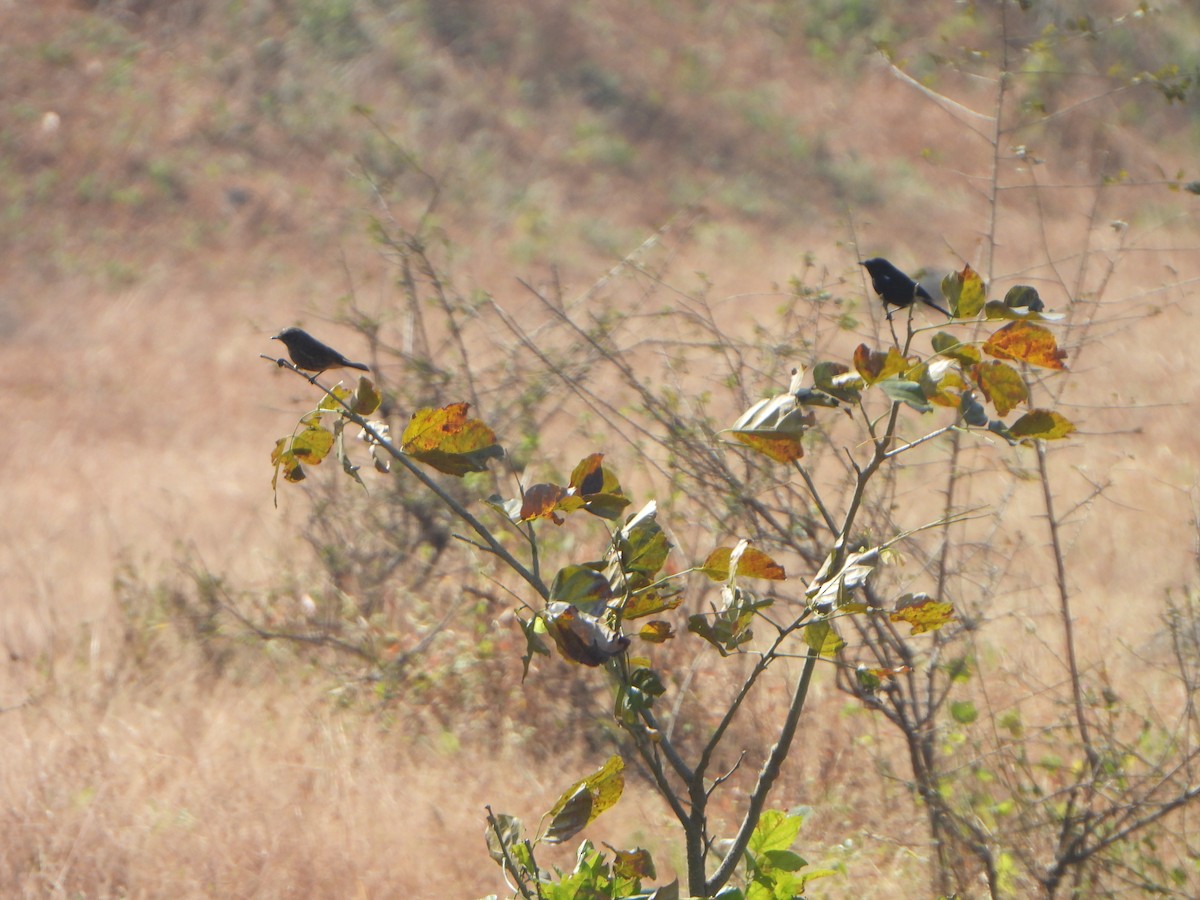 Indian Robin - ML647762838