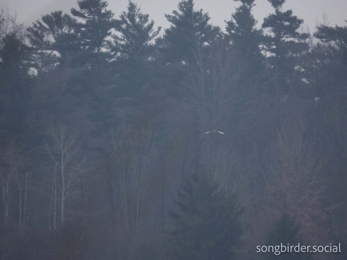 短耳鴞 - ML647762839