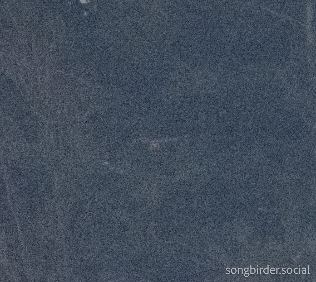 短耳鴞 - ML647762840