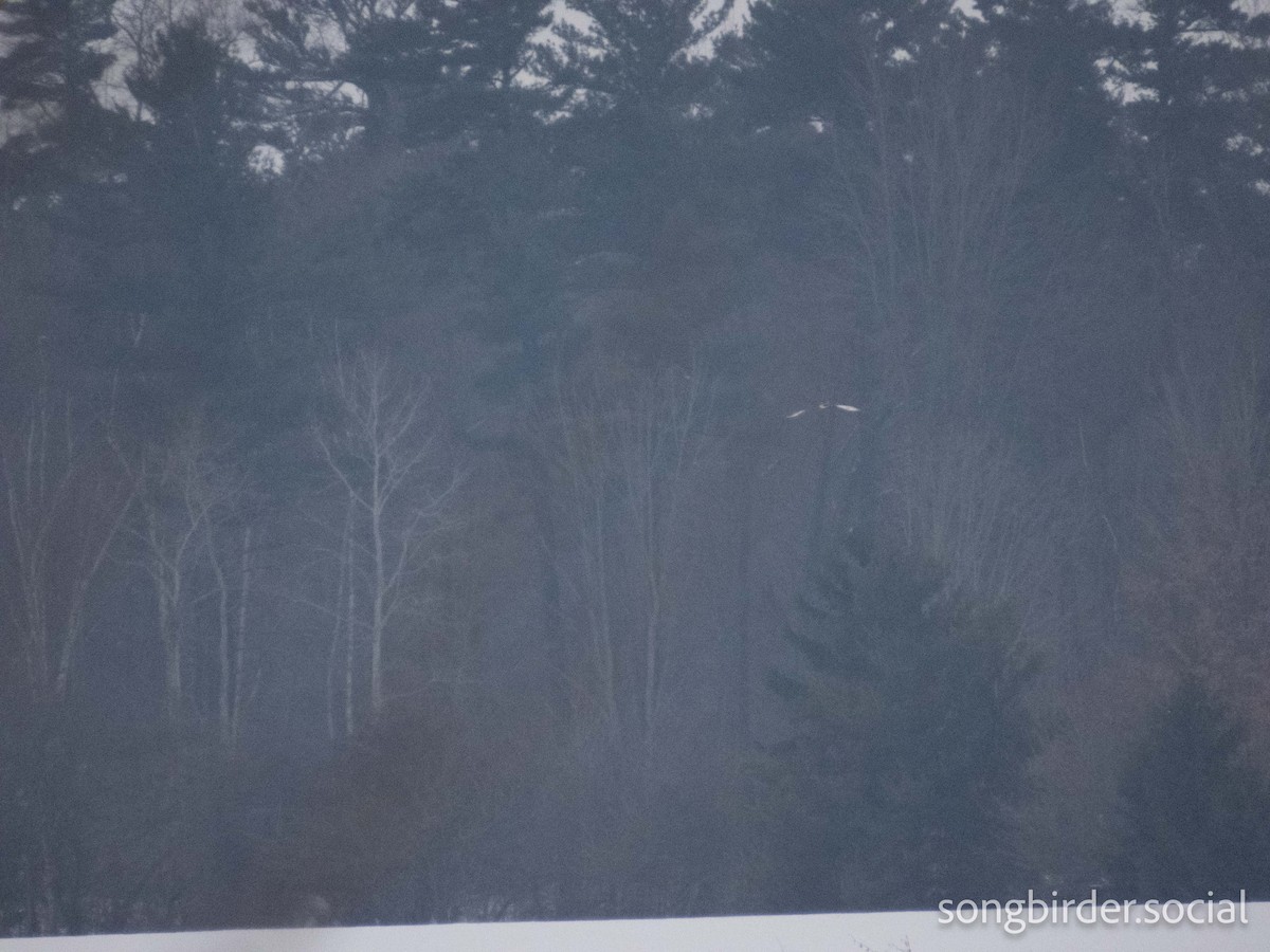 短耳鴞 - ML647762841