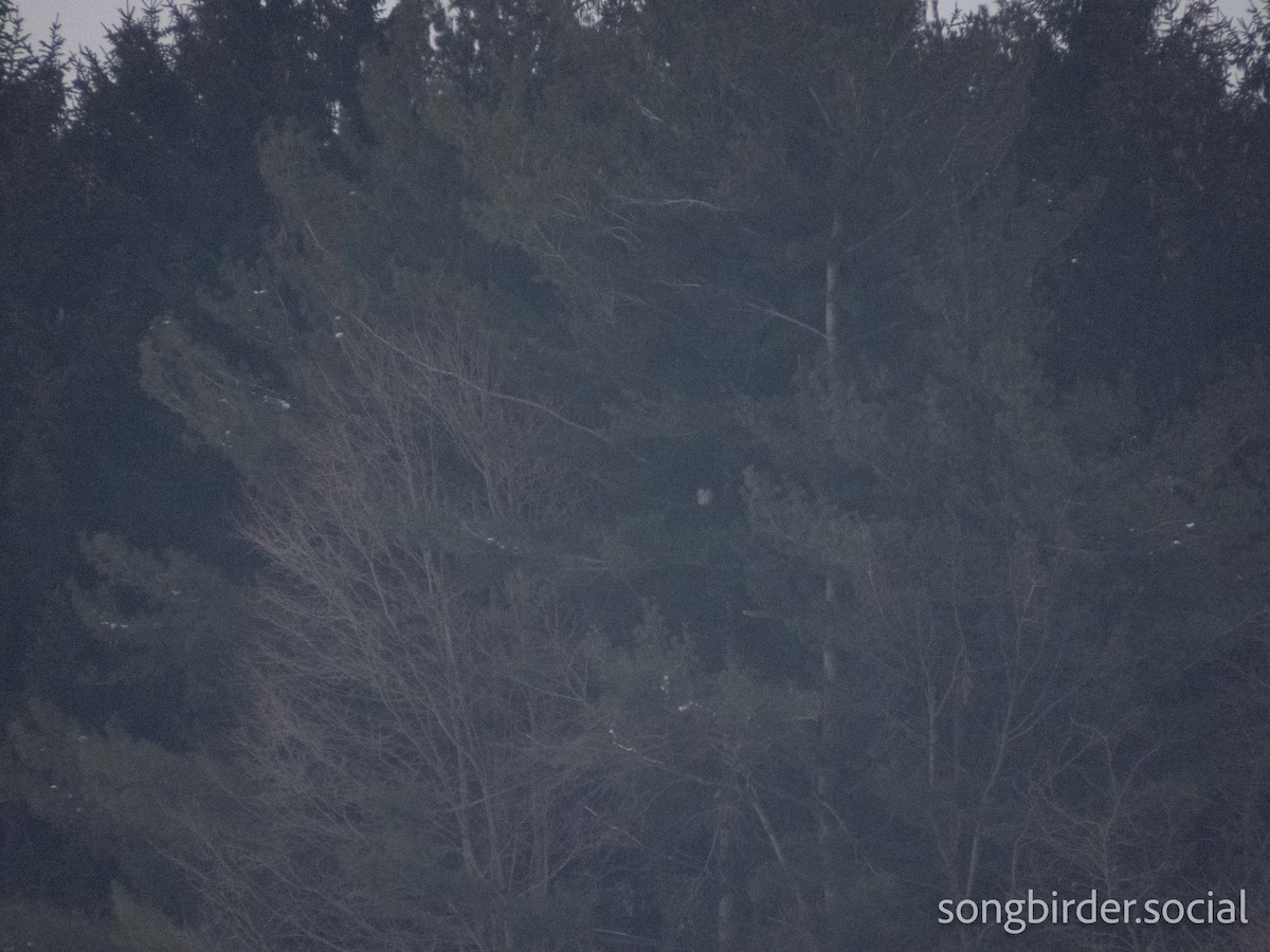 短耳鴞 - ML647762842