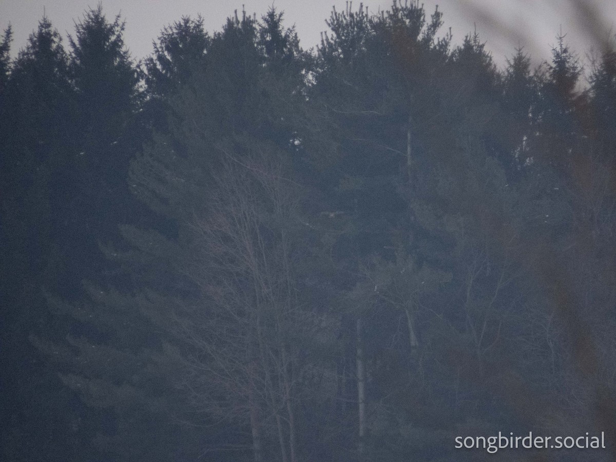 短耳鴞 - ML647762843