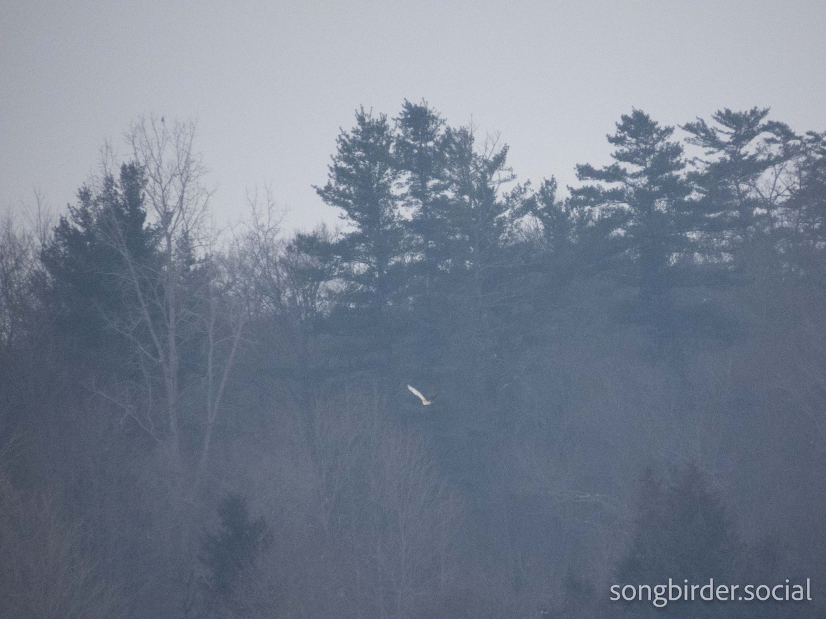 短耳鴞 - ML647762844