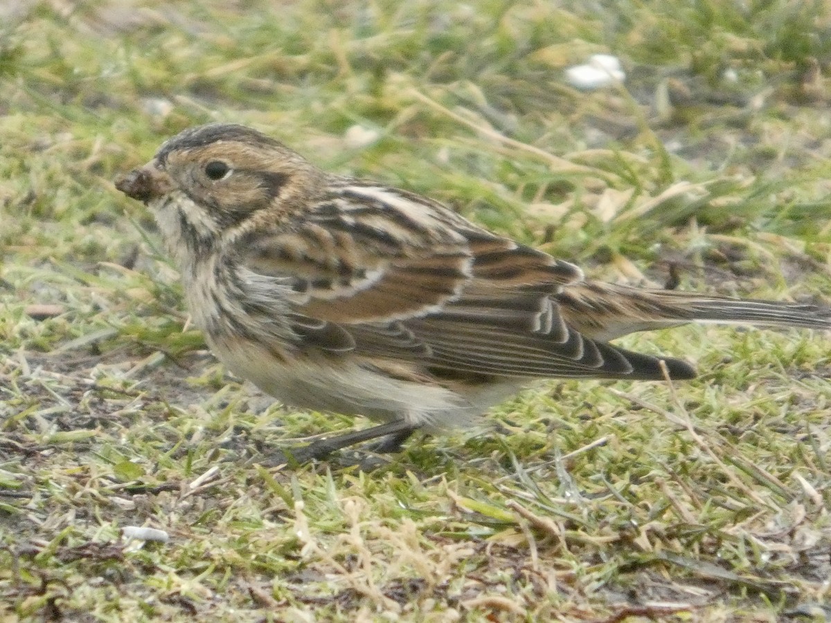 鐵爪鵐 - ML647762846