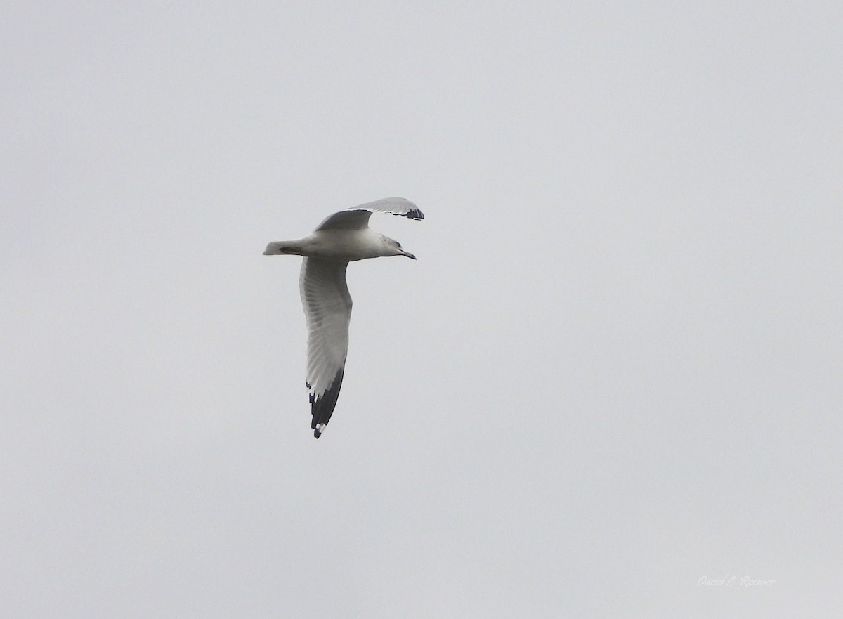 Ring-billed Gull - ML647762847