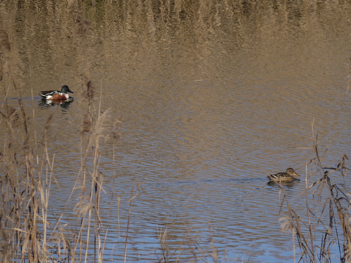 琵嘴鴨 - ML647762848