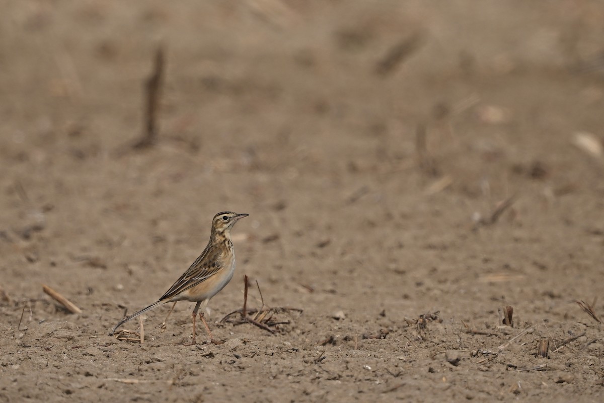 Richard's Pipit - ML647762892