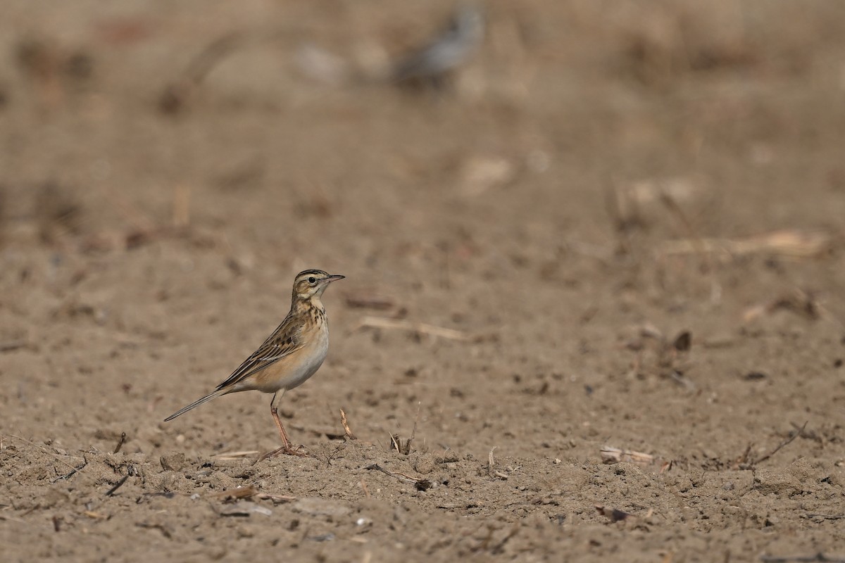 Richard's Pipit - ML647762893
