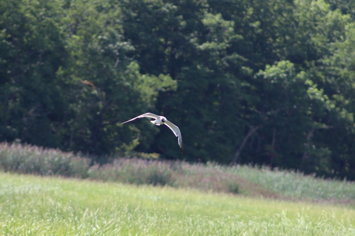 ワライカモメ - ML647762899