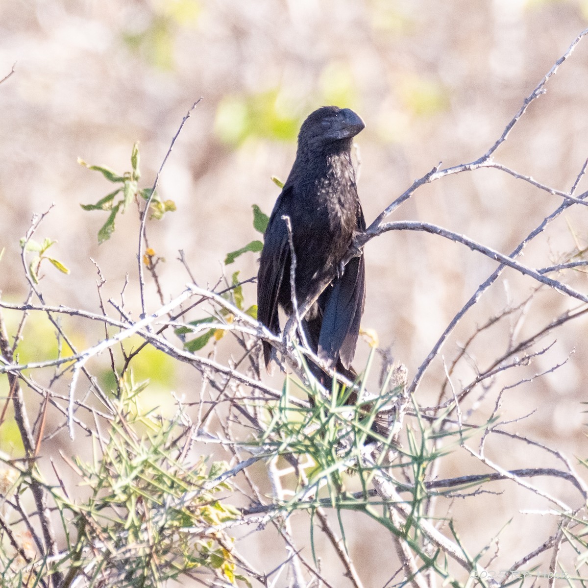 glattnebbani - ML647762927