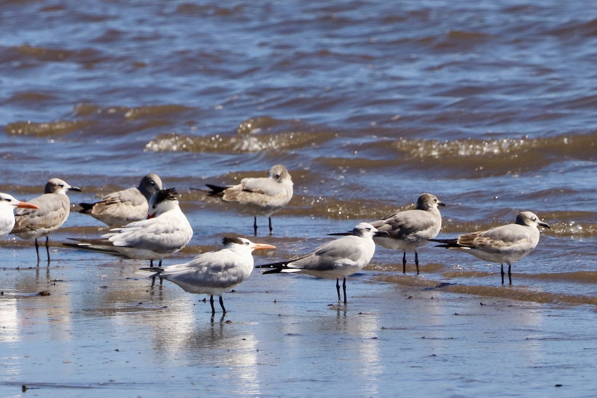 ワライカモメ - ML647762940