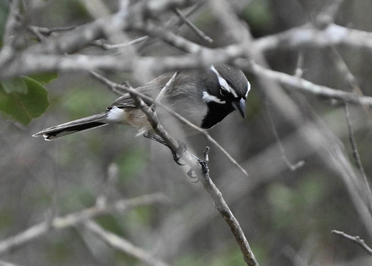 ノドグロヒメドリ - ML647762975