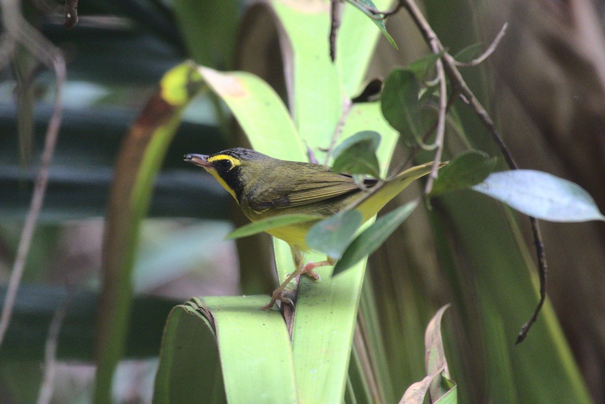 Kentucky Warbler - ML647762981