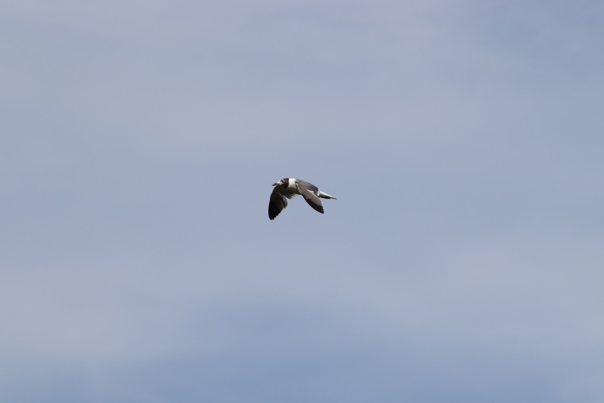 ワライカモメ - ML647762993