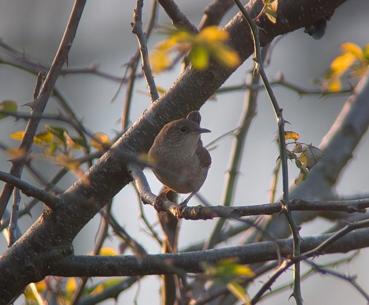 Northern House Wren - ML647762994
