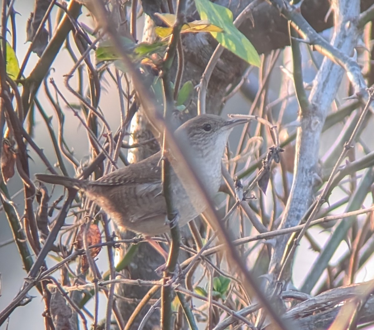 Northern House Wren - ML647762995