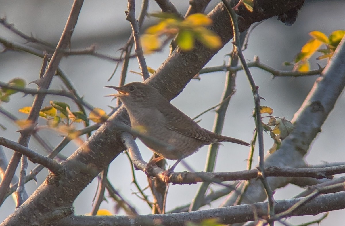 Northern House Wren - ML647762996