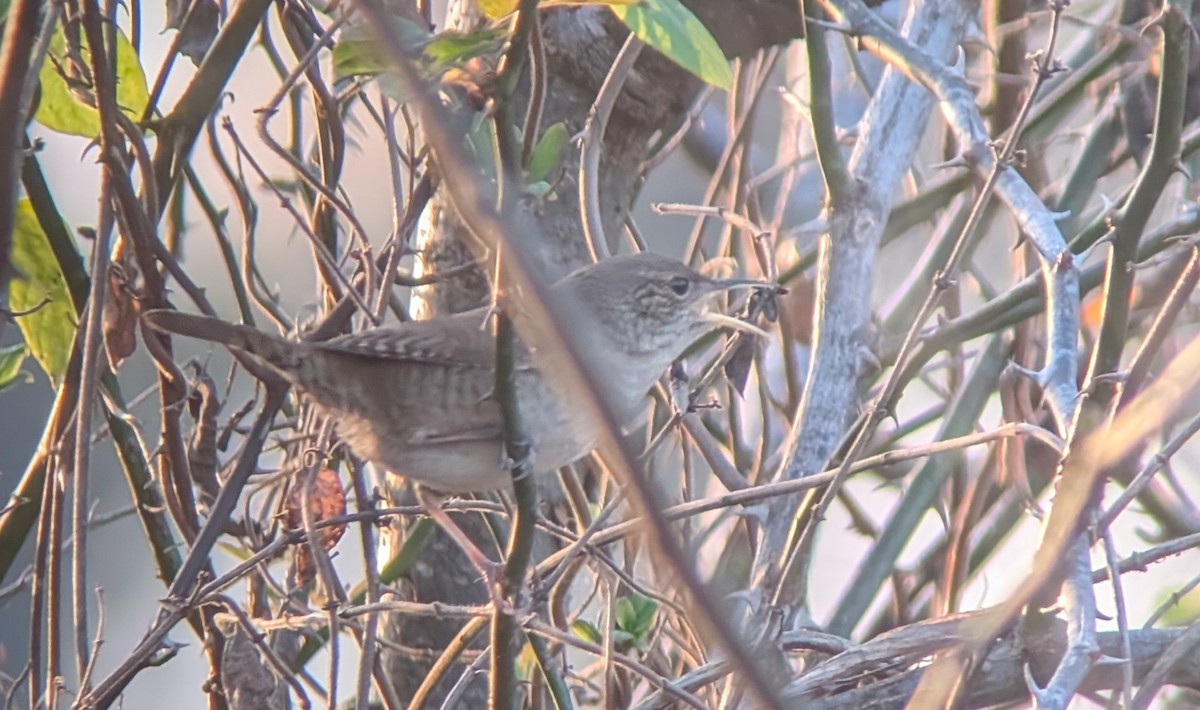 Northern House Wren - ML647762998