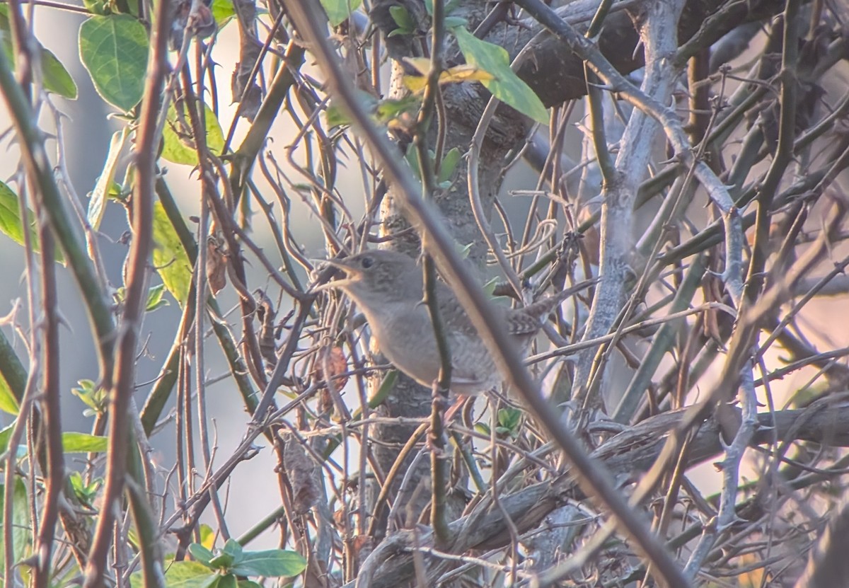 Northern House Wren - ML647762999