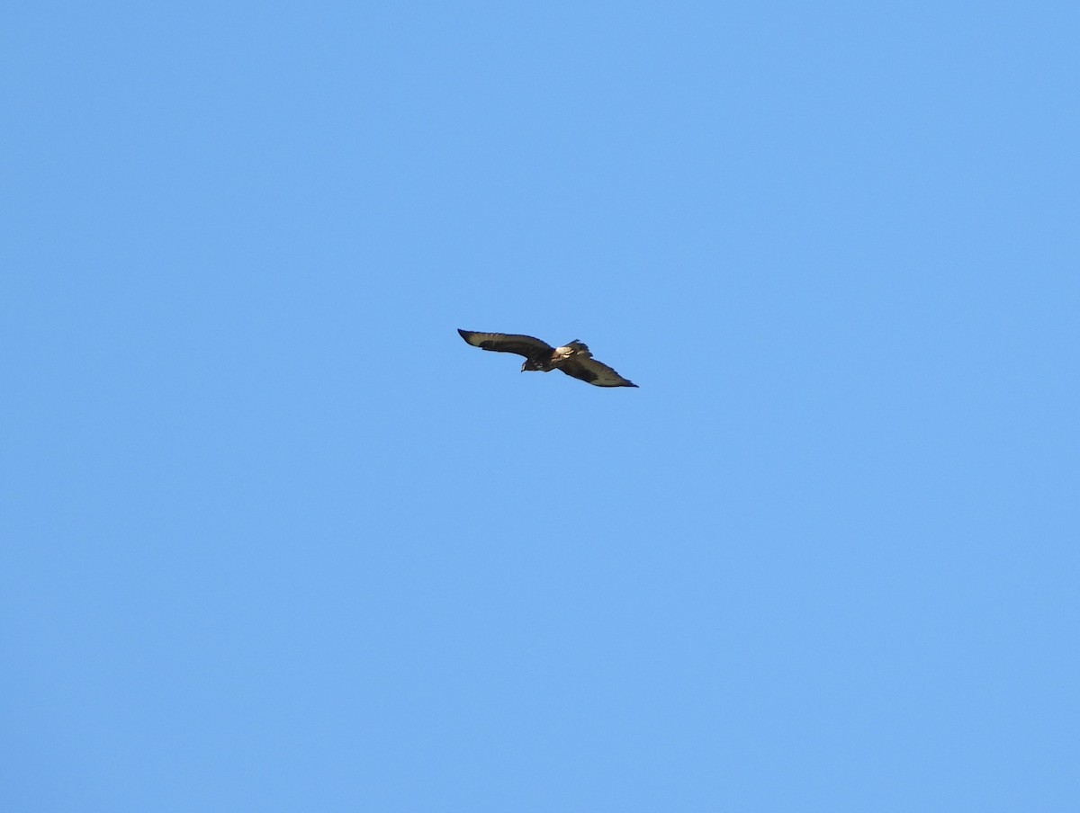 Buse variable - ML647763015