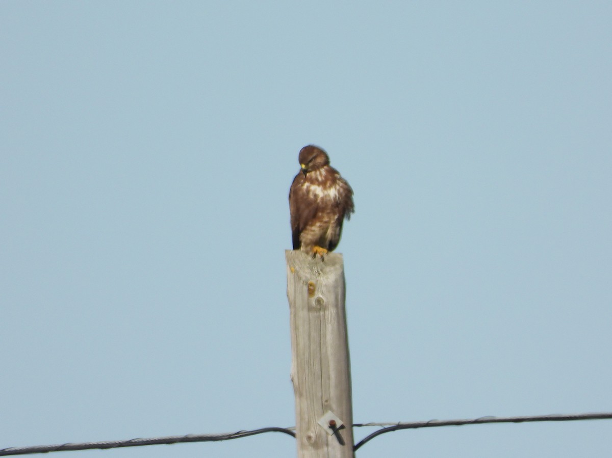 Buse variable - ML647763025