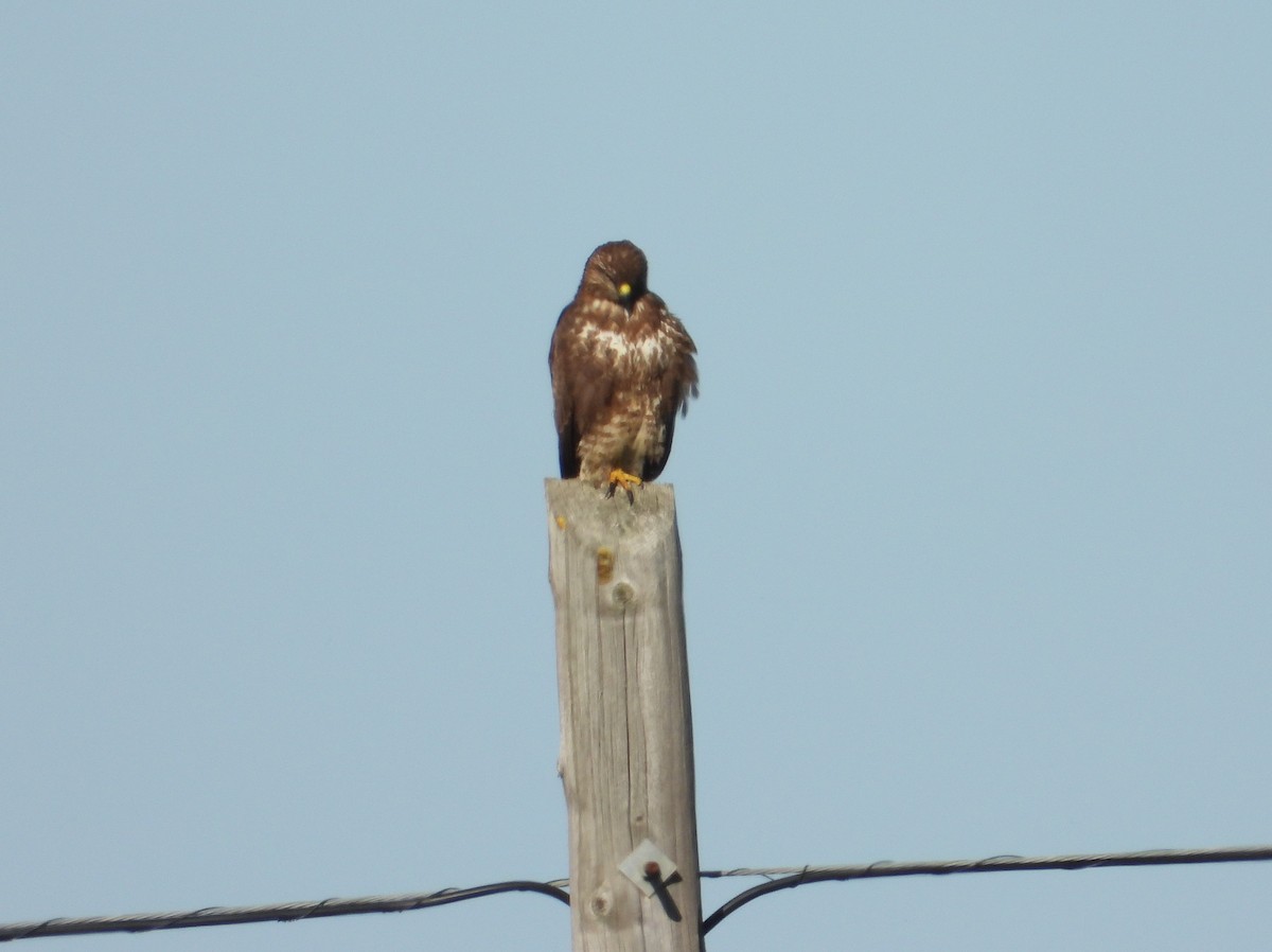 Buse variable - ML647763026