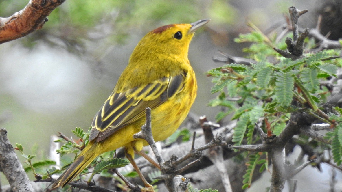 Northern Yellow Warbler - ML647763042