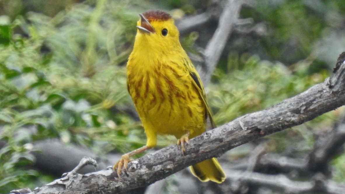 Northern Yellow Warbler - ML647763043
