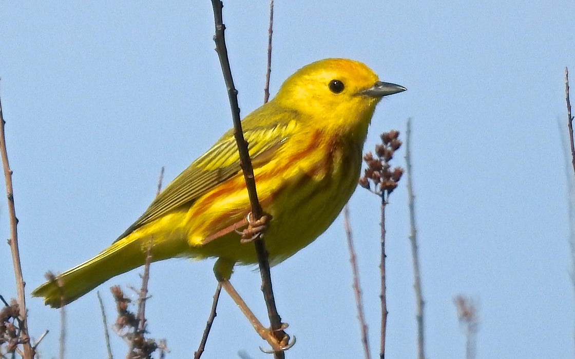 Northern Yellow Warbler - ML647763044