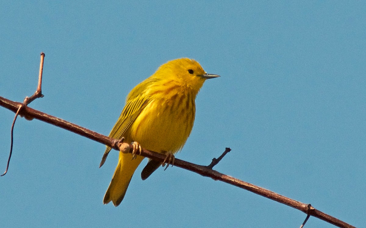 Northern Yellow Warbler - ML647763045