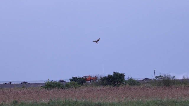 Eastern Marsh Harrier - ML647763051
