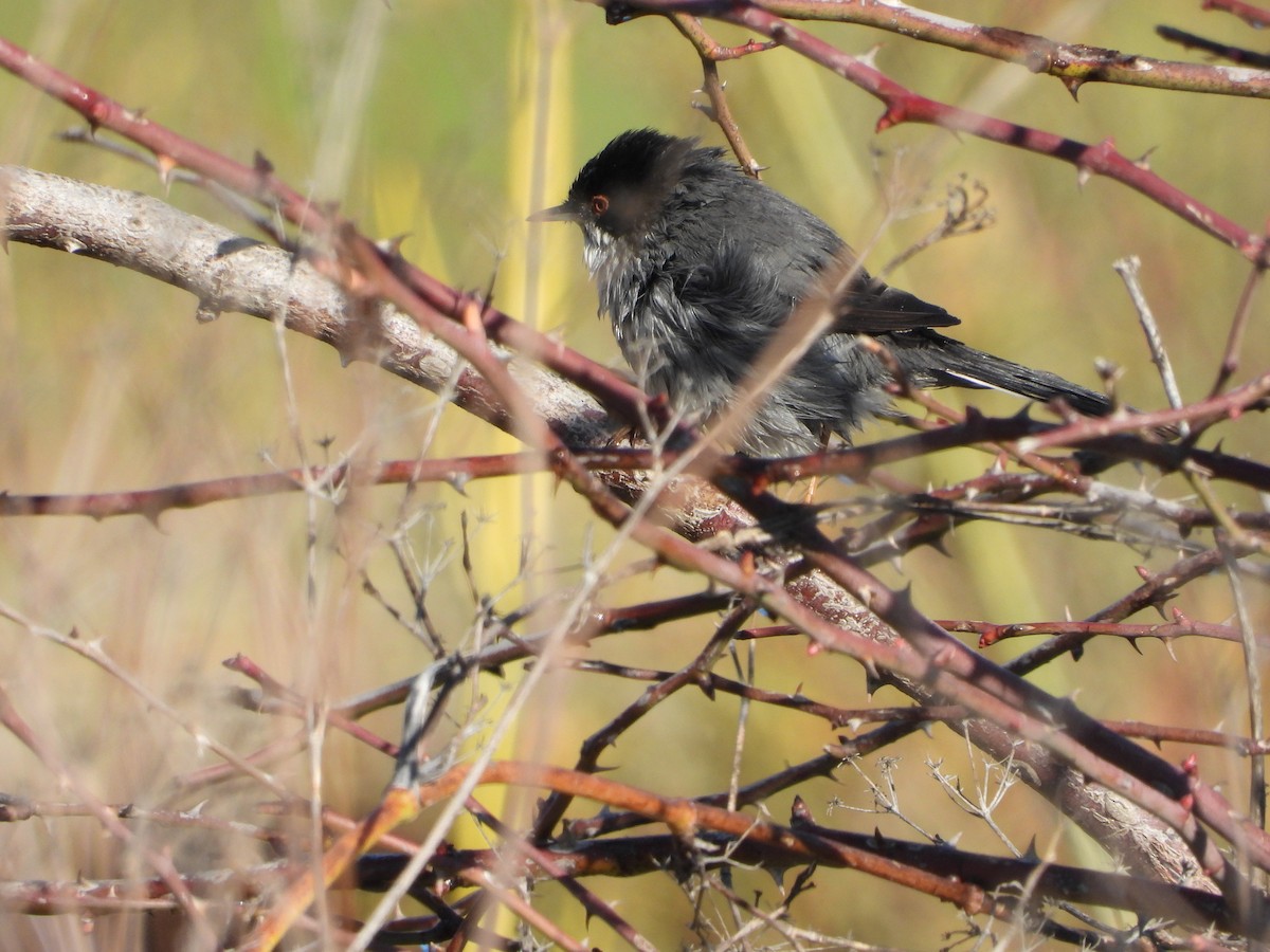 Sardinian Warbler - ML647763088